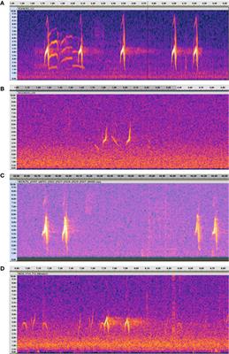 Detection and identification of a cryptic red crossbill call type in northeastern North America